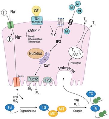 Iodine effect on thyroid new arrivals